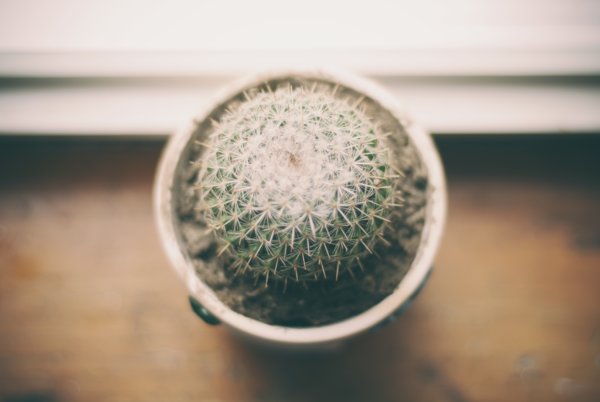 cactus