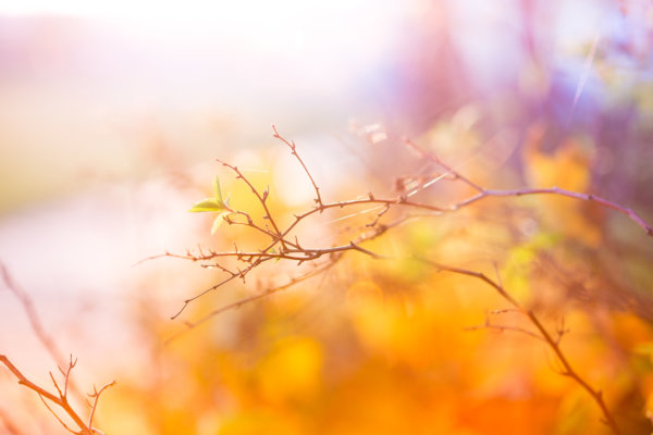 abstract-colors-of-autumn-picjumbo-com