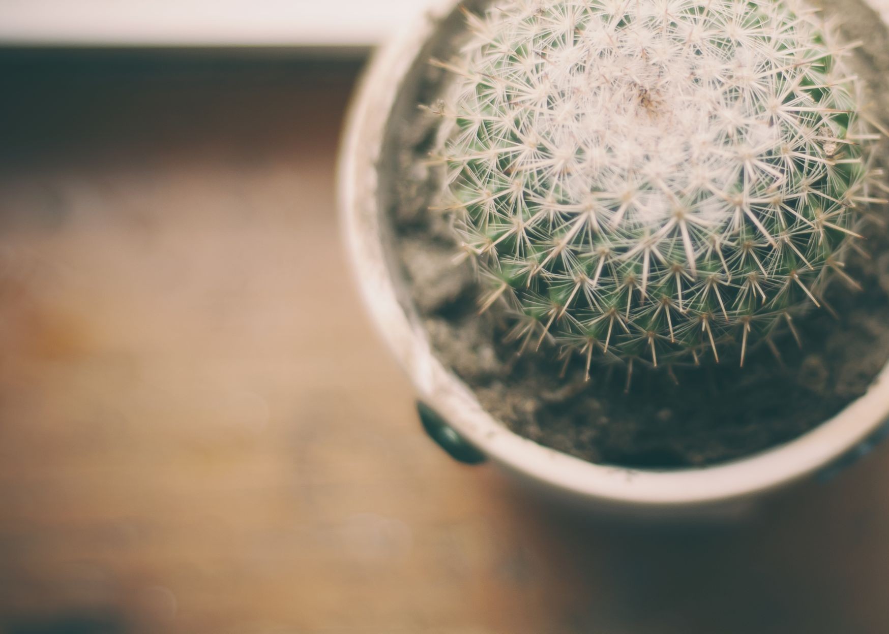 Comment rattraper un cactus mort ?